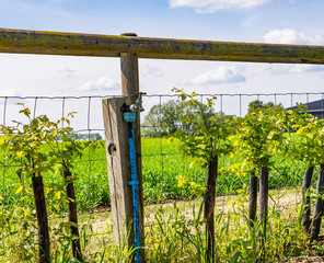 Fototapeta premium Outside tap to feed and water newly established hawthorn hedge plants