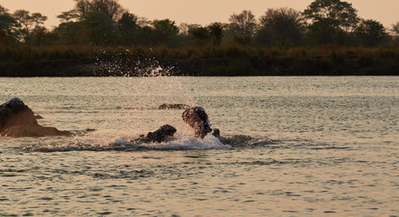 Fototapeta premium Two hippos playing with each other