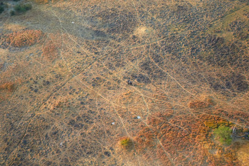 Elephant from the air in the Okavango Delta