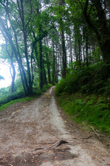 Obraz premium Forest on the coast, northern Spain