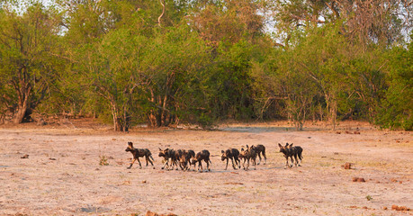 Pack of wild dog puppies
