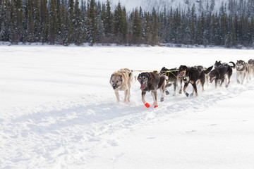 Enthusiastic sleigh dog team pulling hard
