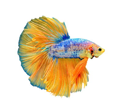 Beta Fish White Background Images – Browse 20,697 Stock Photos, Vectors,  and Video | Adobe Stock