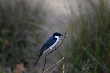 Restless Flycatcher in Australia