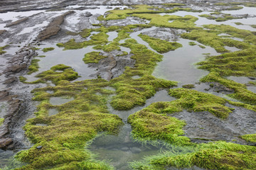 Stone with algae	