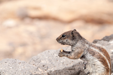 Obraz premium squirrel eating peanut