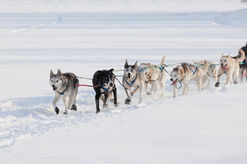 Enthusiastic sleigh dog team pulling hard