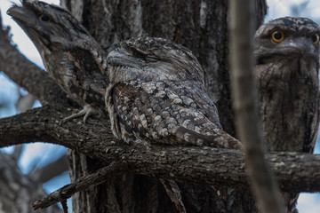 Tawny Frogmouth in Australia