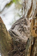 Tawny Frogmouth in Australia