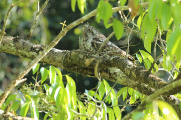 Papuan Frogmouth in Australia