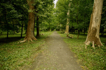 Fototapeta premium old abandoned park asphalt road between trees and grass meadows with broken bench along path way 