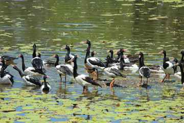 Magpie Geese in Australia