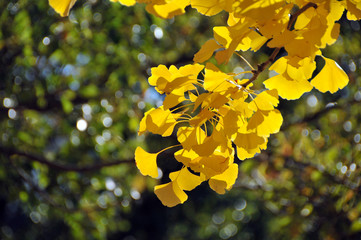 美しく黄金色に染まる銀杏