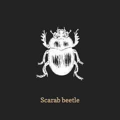 Obraz premium Illustration of Scarab beetle. Drawn insect in engraving style. Sketch in vector.