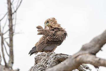 Juvenile bateleur, Terathopius ecaudatus, preening its feathers