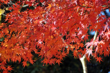 赤く色づいた美しい紅葉