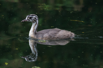 Great Crested Grebe in England