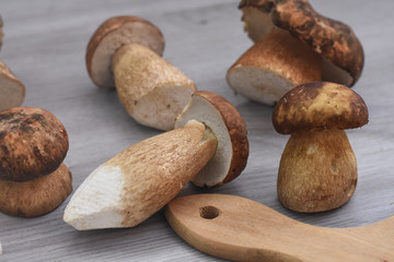 Boletus edulis, cep, porcino, porcini, mushroom. Fresh mushroom on cutting board, Food background