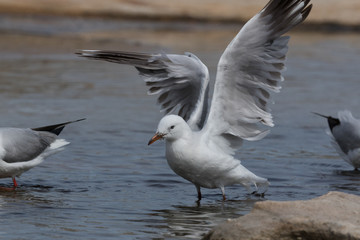 Silver Gull in Australasia