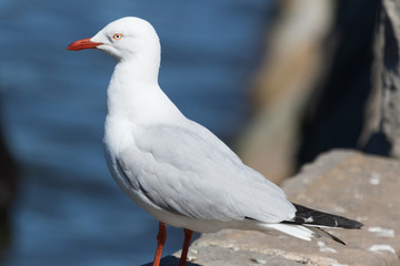 Fototapeta premium Silver Gull in Australasia