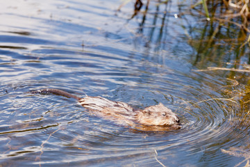 Muskrat Ondatra zibethicus swimming swampy pond