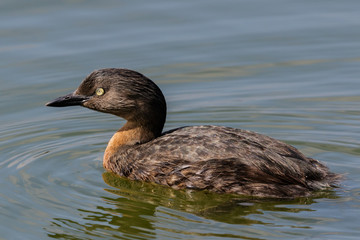Dabchick New Zealand Endemic Grebe