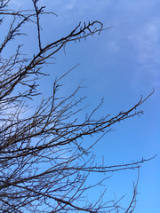 dry brown branches on trees against the sky in the autumn and winter season