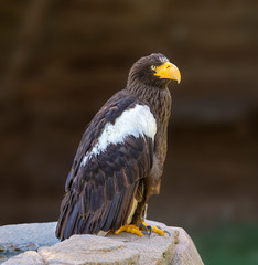 bird of prey