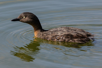 Dabchick New Zealand Endemic Grebe