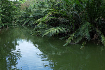 Mangrove or Nypa palm tree in Thailand