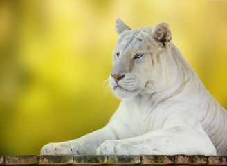 portrait of a tiger