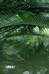 Obraz premium Mangrove or Nypa palm tree in Thailand