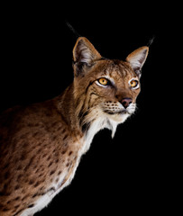 portrait d& 39 un lynx sur fond noir