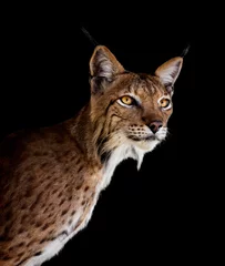 Deurstickers portret van een lynx met zwarte achtergrond © xyo33