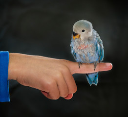 Baby parrot in hand © xyo33