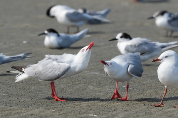 Red Billed Gull in Australasia