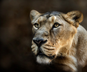 portrait of a lioness