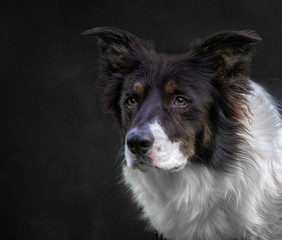 border collie in front of white background