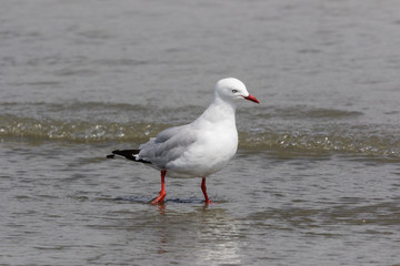 Red Billed Gull in Australasia