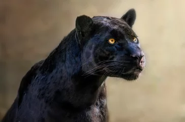 Foto op Plexiglas portret van zwarte jaguar © xyo33