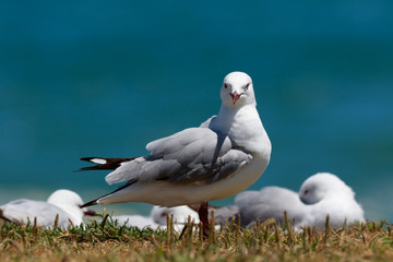 Red Billed Gull in Australasia
