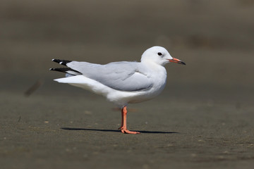 Fototapeta premium Red Billed Gull in Australasia