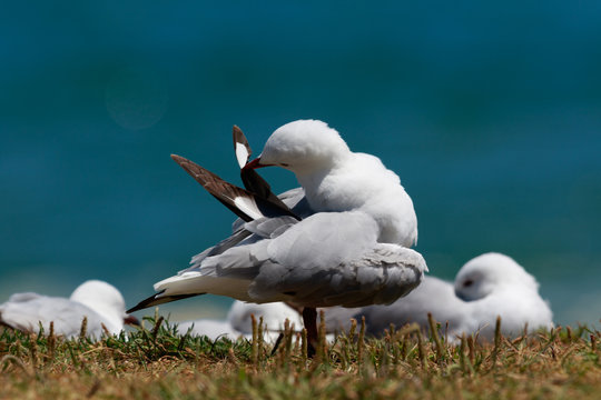 Red Billed Gull in Australasia