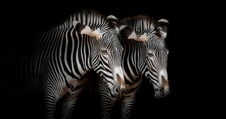 Fototapeta na wymiar portrait of a couple of zebras with black background