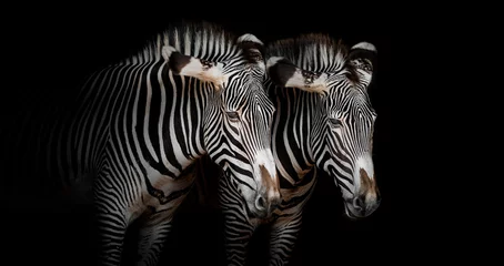 Foto op Canvas portret van een paar zebra& 39 s met zwarte achtergrond © xyo33