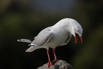 Red Billed Gull in Australasia