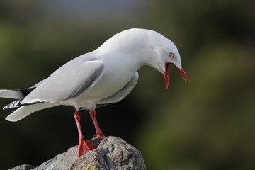 Red Billed Gull in Australasia