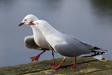 Red Billed Gull in Australasia