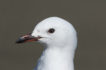 Red Billed Gull in Australasia