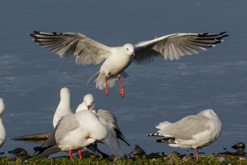 Red Billed Gull in Australasia